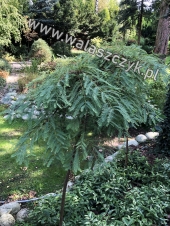 Metasequoia glyptostroboides 'Miss Grace' 